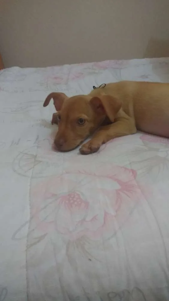 Cachorro raça Pinscher 3  idade 2 a 6 meses nome Bibi
