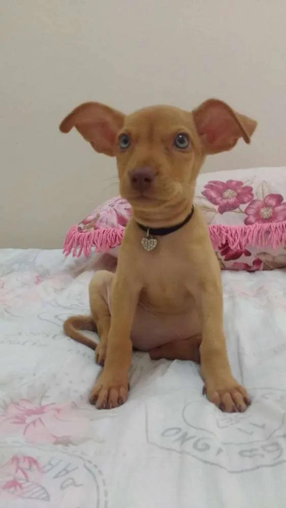 Cachorro raça Pinscher 3  idade 2 a 6 meses nome Bibi