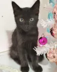 TOM