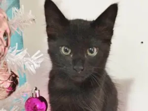 Gato raça SRD idade 2 a 6 meses nome TOM