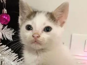 Gato raça SRD idade 2 a 6 meses nome NINO