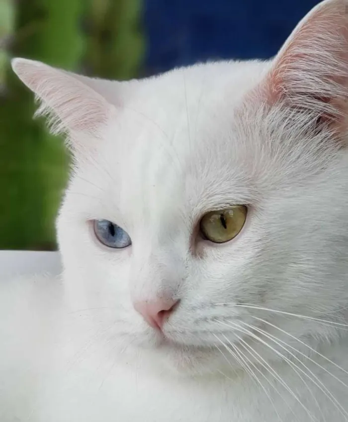 Gato raça Angorá/Siamês idade 3 anos nome Branquinho/Melzinho