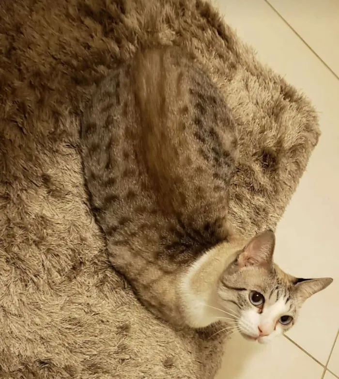 Gato raça Angorá/Siamês idade 3 anos nome Branquinho/Melzinho