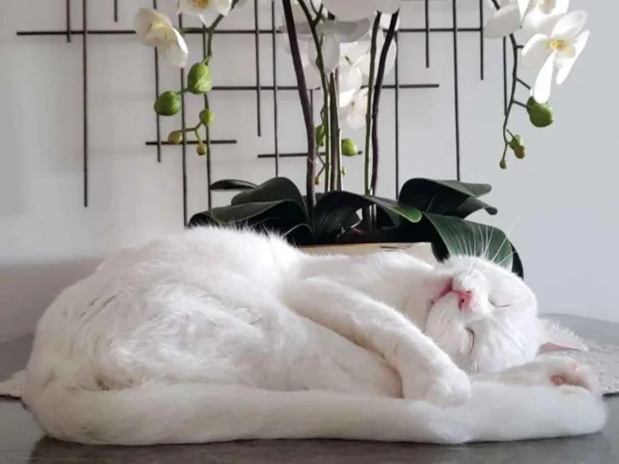 Gato raça Angorá/Siamês idade 3 anos nome Branquinho/Melzinho