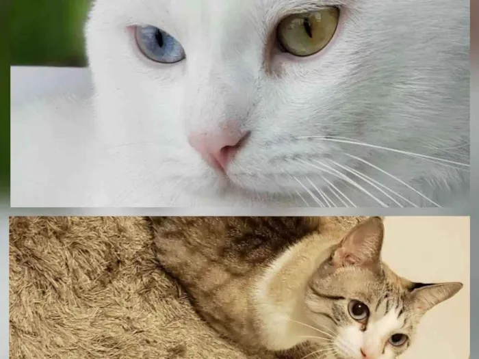 Gato raça Angorá/Siamês idade 3 anos nome Branquinho/Melzinho