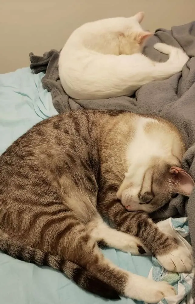 Gato raça Angorá/Siamês idade 3 anos nome Branquinho/Melzinho