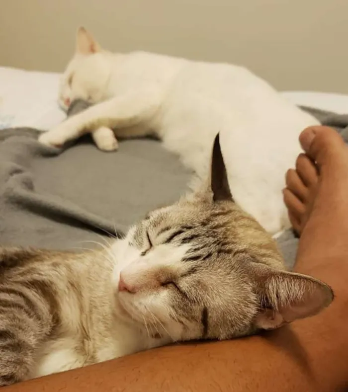 Gato raça Angorá/Siamês idade 3 anos nome Branquinho/Melzinho