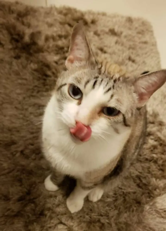 Gato raça Angorá/Siamês idade 3 anos nome Branquinho/Melzinho