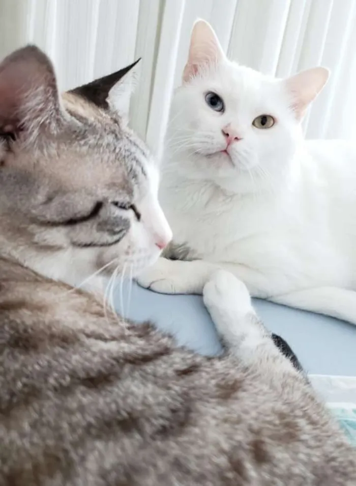 Gato raça Angorá/Siamês idade 3 anos nome Branquinho/Melzinho