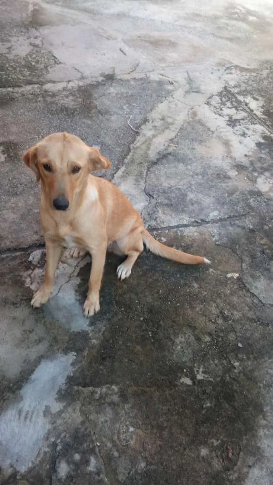 Cachorro ra a Sem raça definida idade 7 a 11 meses nome Lolita