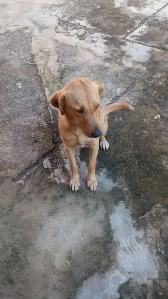 Cachorro ra a Sem raça definida idade 7 a 11 meses nome Lolita