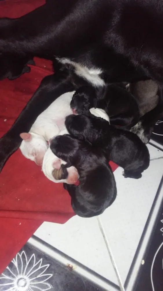 Cachorro ra a Vira lata idade Abaixo de 2 meses nome Não tem nome
