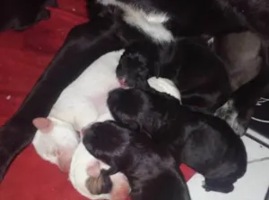 Cachorro raça Vira lata idade Abaixo de 2 meses nome Não tem nome