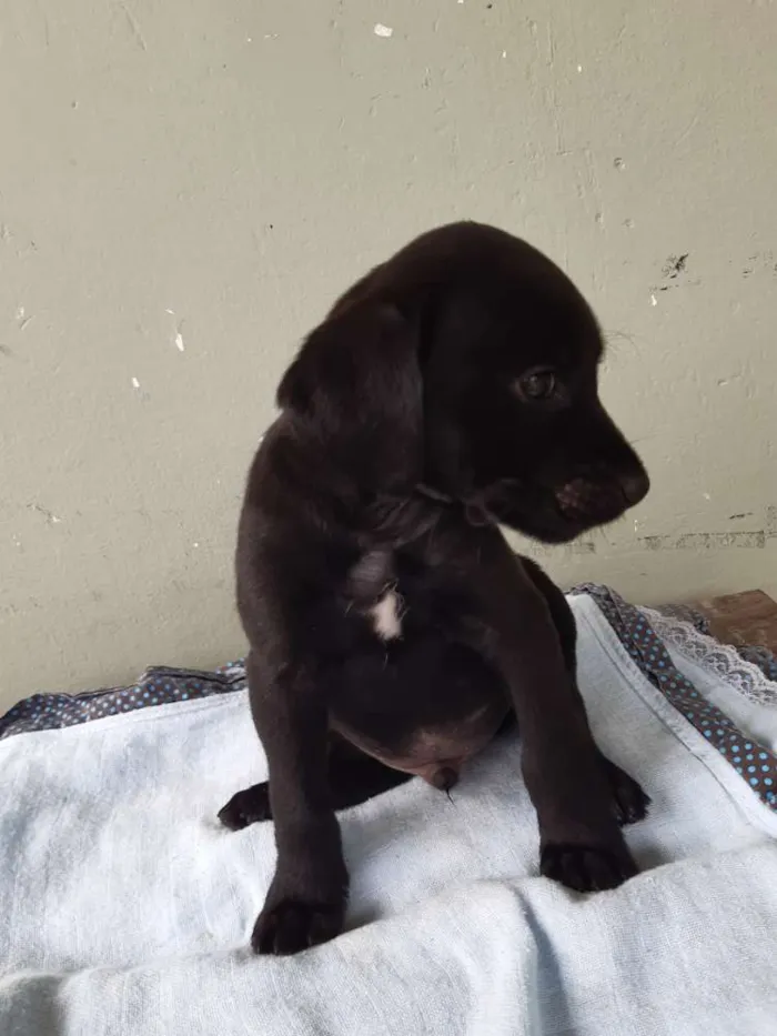 Cachorro ra a Viralata idade 2 a 6 meses nome Tody