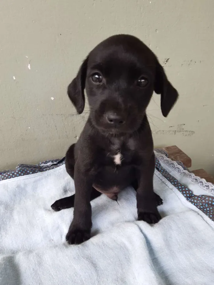 Cachorro ra a Viralata idade 2 a 6 meses nome Tody