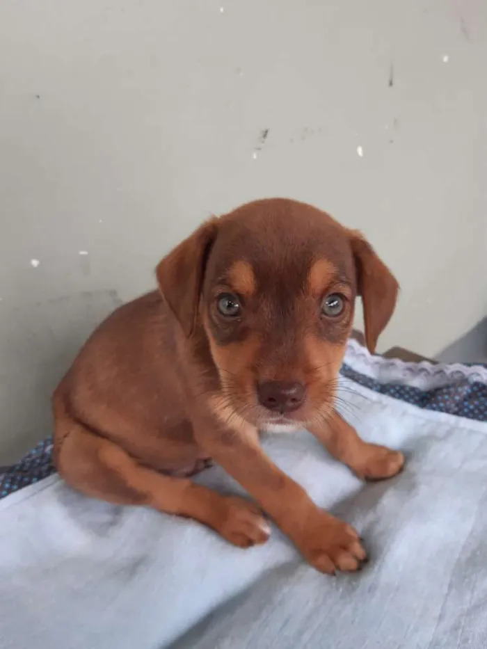 Cachorro ra a Viralata idade 2 a 6 meses nome Tody