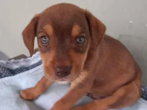 Cachorro raça Viralata idade 2 a 6 meses nome Tody