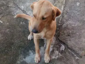 Cachorro raça Sem raça definida idade 7 a 11 meses nome Lolita