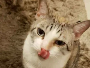 Gato raça Angorá/Siamês idade 3 anos nome Branquinho/Melzinho