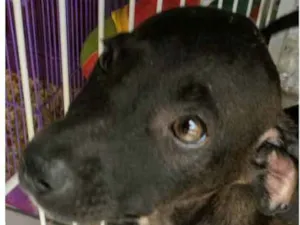 Cachorro raça  idade 2 a 6 meses nome Lindo Filhote