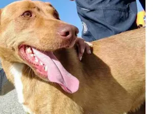 Cachorro raça  idade 5 anos nome Nick