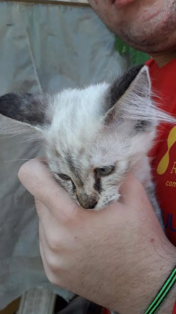 Gato ra a Mestiço siames idade 2 a 6 meses nome Jade