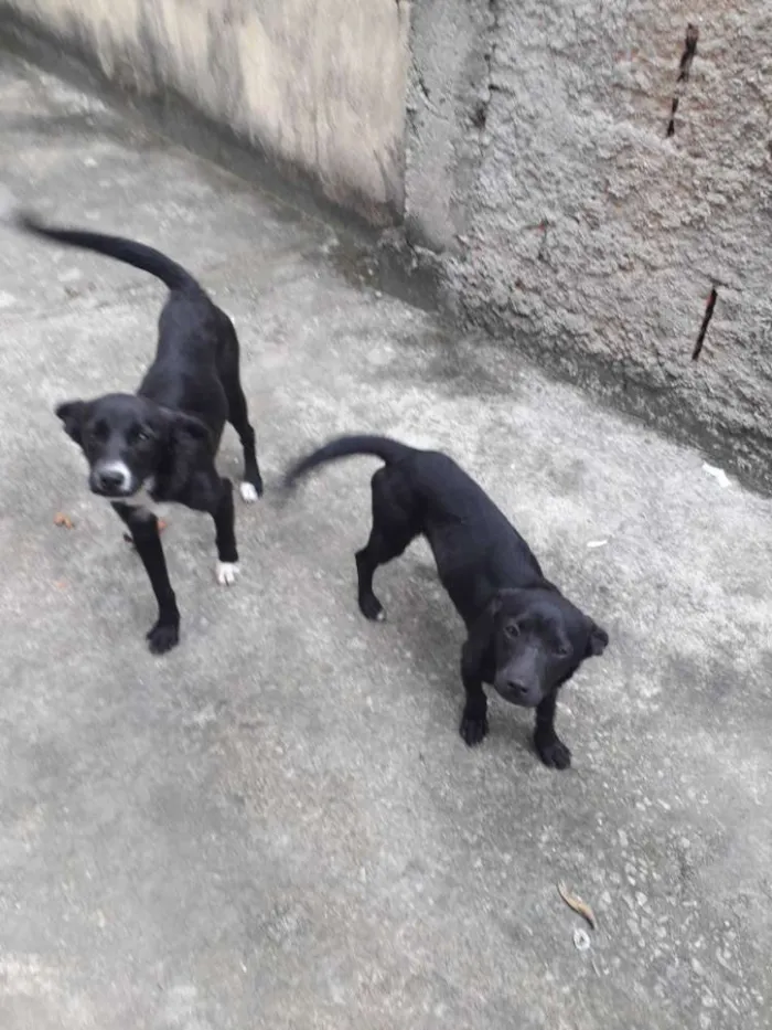 Cachorro ra a Vira lata idade 7 a 11 meses nome Pretinha e Paquita