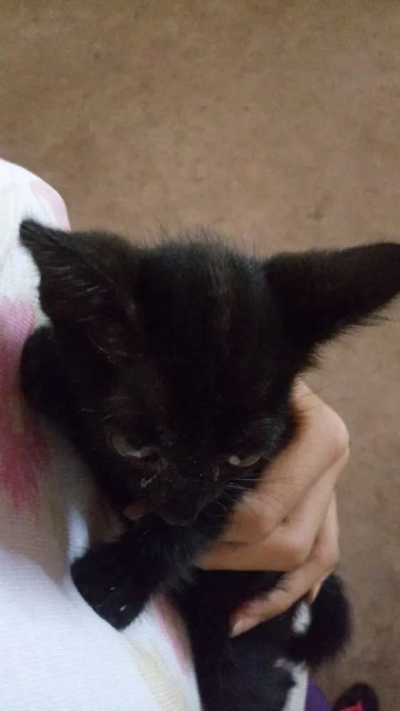 Gato ra a Não tem raça idade Abaixo de 2 meses nome Sem nome
