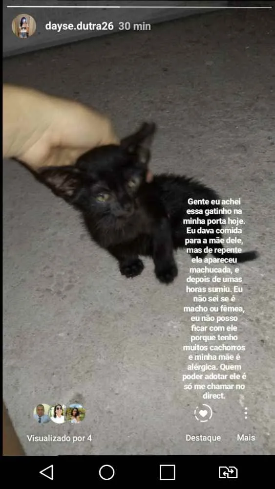 Gato ra a Não tem raça idade Abaixo de 2 meses nome Sem nome