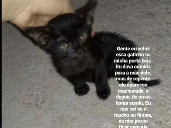 Gato ra a Não tem raça idade Abaixo de 2 meses nome Sem nome