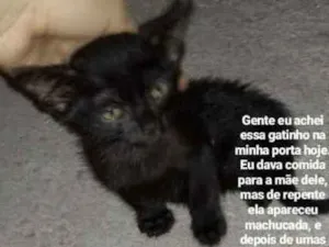 Gato raça Não tem raça idade Abaixo de 2 meses nome Sem nome