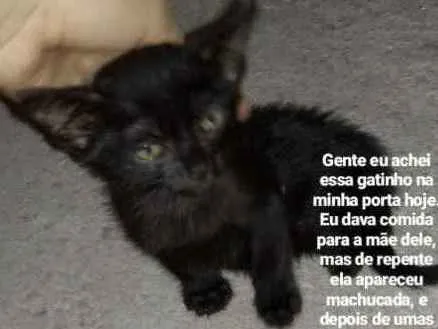 Gato ra a Não tem raça idade Abaixo de 2 meses nome Sem nome