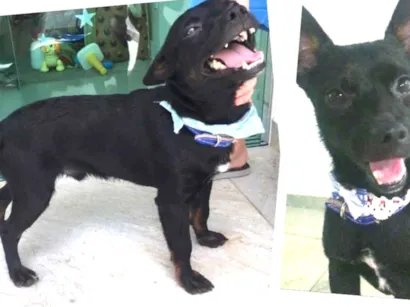 Cachorro raça  idade 2 anos nome Sem nome