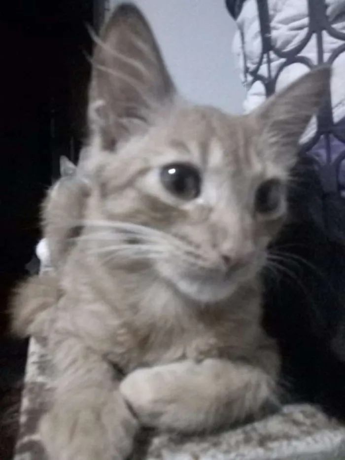 Gato ra a  idade 2 a 6 meses nome Garfield