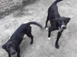 Cachorro raça Vira lata idade 7 a 11 meses nome Pretinha e Paquita