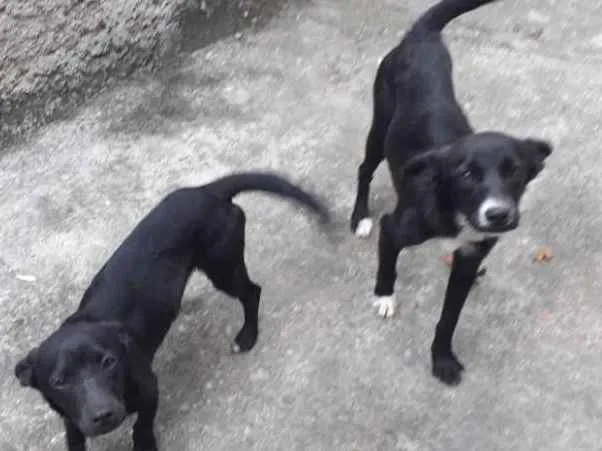 Cachorro ra a Vira lata idade 7 a 11 meses nome Pretinha e Paquita