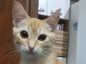 Gato raça  idade 1 ano nome Joelma