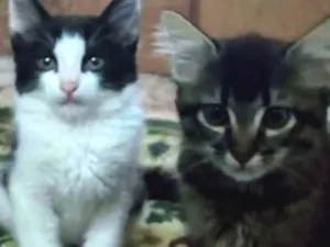 Gato raça  idade 7 a 11 meses nome Kiara e Simba
