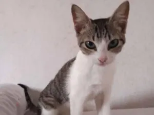 Gato raça  idade 1 ano nome Marie