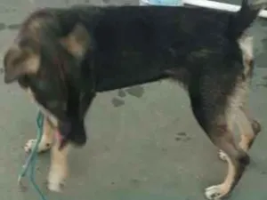 Cachorro raça VIRA LATA idade 2 anos nome NÃO SEI