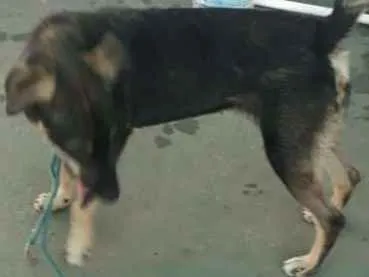 Cachorro ra a VIRA LATA idade 2 anos nome NÃO SEI