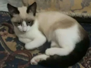 Gato raça SRD idade 2 a 6 meses nome Sem Nome