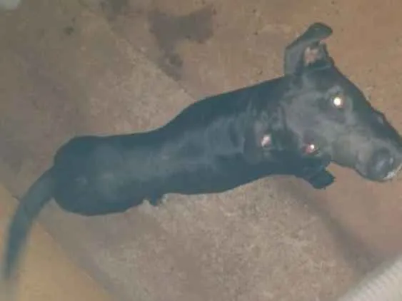 Cachorro ra a Indefinida idade 2 anos nome Wakanda