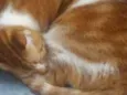 Wally