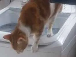 Gato ra a Vira lata castrado idade 2 anos nome Wally