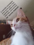 Pipoca