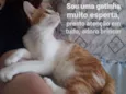 Pipoca