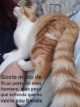 Pipoca