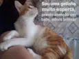 Pipoca