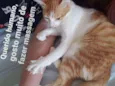 Pipoca